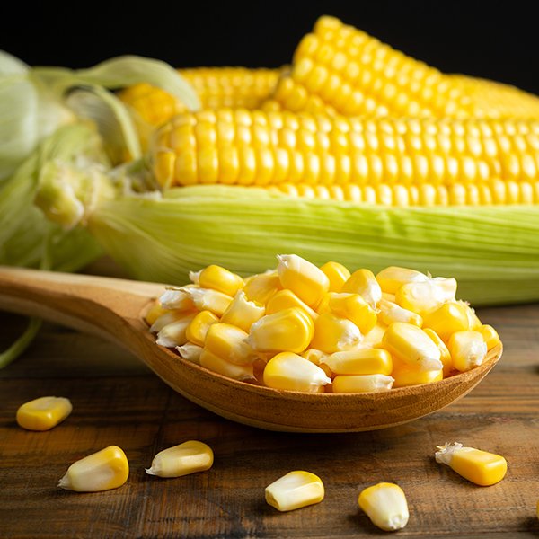 maize