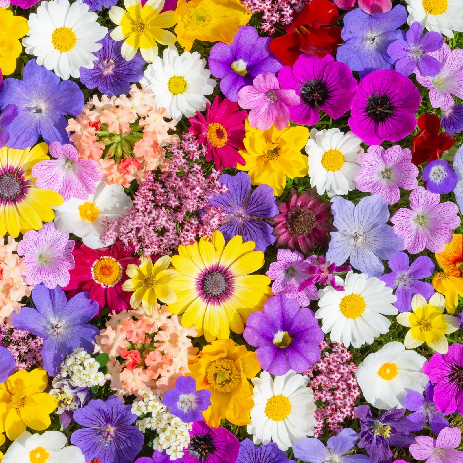 A multicoloured combination of annual and perennial flowers